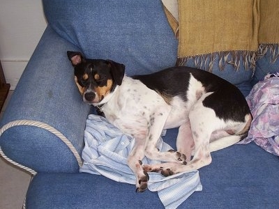 A tricolor white, black and tan ticked Mountain Feist dog is sleeping on its side on a blue couch with its head on the arm.