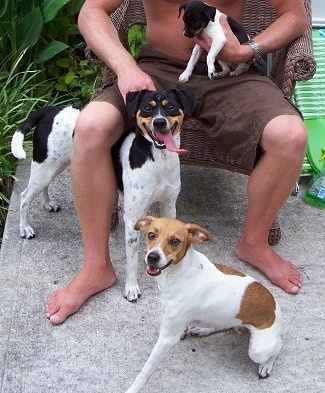 A shirtless man sitting on a brown wicker chair outside on a cement patio - A white with black and tan Mountain Feist puppy in his lap and two Mountain Feist dogs in front of him. A tricolor white with black and tan Mountain Feist is standing under the leg of the man and a tan and white dog is sitting in front of him.