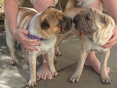Two Ori Peis are standing on a concrete porch and behind them is a lady in a chair. The lady is holding the collar of the dogs. The Ori Peis are nose to nose smelling each others faces. They have a lot of extra skin and wrinkles.