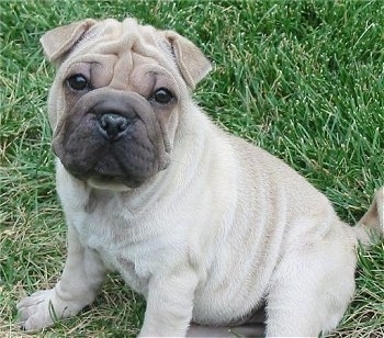Front side view - A pudgy, wrinkly, tan with black Ori Pei puppy is sitting in grass looking forward.