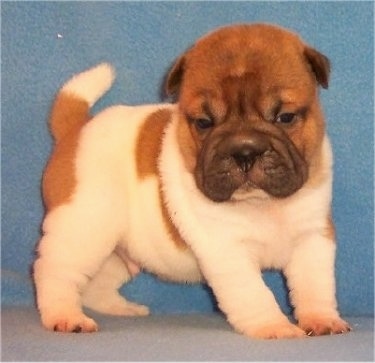 Side view - A pudgy, wrinkly, white with red Ori Pei puppy is standing on a carpet and behind it is a blue blanket. It is looking down and forward. The puppy's tail is up.