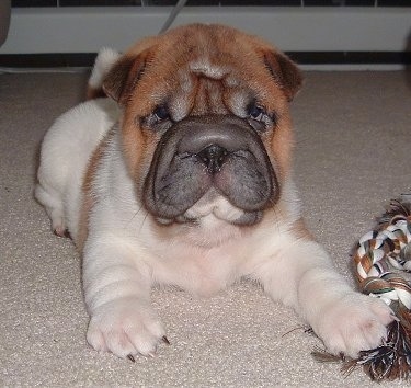 Front view - A thick-skinned, pudgy, wrinkly, extra skinned, white with red Ori Pei puppy is laying on a tan carpet with a rope toy next to its front paw. It is looking forward.
