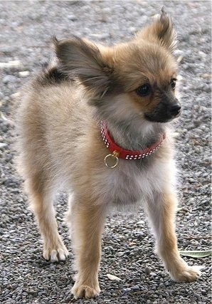 Close up front side view - A fuzzy, tan with white and black Paperanian dog is wearing a red collar standing on gravel looking to the right.