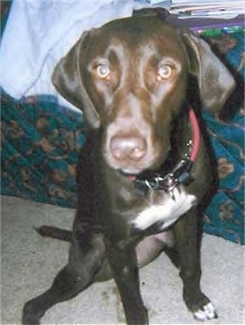 Close up front view - A brown with white Pointer Bay dog is wearing a red collar, sitting on a tan carpet leaning against a human's bed looking forward.