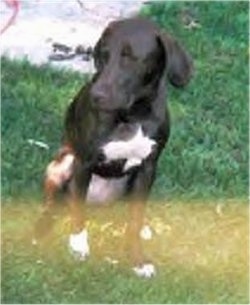 Front view - A drop-eared brown with white Pointer Bay dog is sitting in grass looking down and to the left.