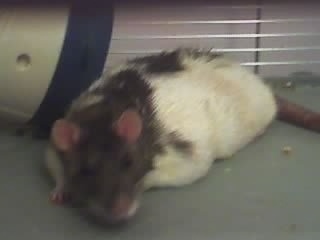 A black and white agouti hooded rat is laying in a cage looking forward.