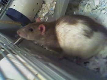 Close up - A brown with white rat is standing against the side of a cage.