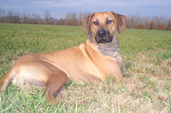 Side view - A tan Rhodesian Ridgeback dog is laying in a field looking forward.
