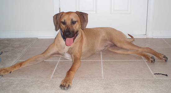 Side view - A tan Rhodesian Ridgeback is laying across a tiled floor and it is looking forward. Its mouth is open and tongue is out.