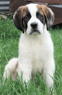 Front view - A fuzzy brown and white with black Saint Bernard puppy is sitting in grass and it is looking forward. The dog's front is white and it has darker areas of brown and black on its ears and around each eye.