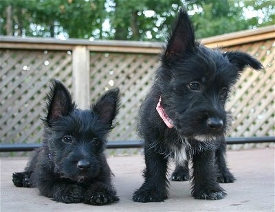 Mixed Terrier Puppies