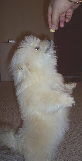 The right side of a little fluffy, soft looking, tan and white Shiranian dog standing on its hind legs and it is attempting to grab a treat that is being held over its head.