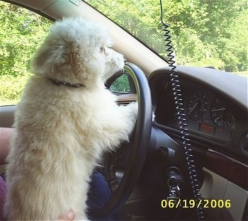 The right side of a tan and white Shiranian dog that is jumped up with its front paws inside of a stearing wheel of a car looking out of the front window.