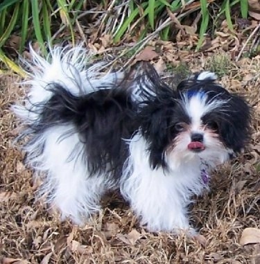 The right side of a black and white Shiranian puppy that is standing in grass and it is looking forward. It has its tongue out and it has a blue bow in its hair that is thick and sticking out to the sides.