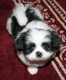 Top down view of a fluffy black and white Shiranian puppy that is standing on a rug and it is looking up.