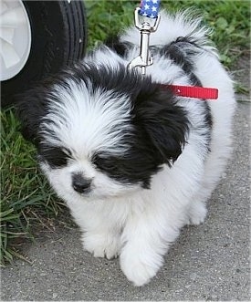 Close up - A black and white Shiranian puppy is standing on a concrete walkway and it is looking down.