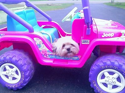 A hot pink toy Jeep with purple wheels and a teal blue seat is sitting across a blacktop surface and sitting in the Jeep is a tan Shiranian dog.