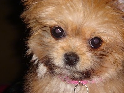 Close up - The fluffy little face of a brown with white Shiranian puppy. It has round dark eyes and a black nose.
