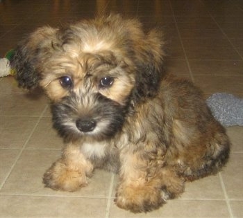 Close up front side view - A fluffy brown with tan and black Silkchon puppy is sitting on a tiled floor and it is looking forward.