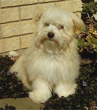 A thick coataed, fluffy tan Silkese puppy is sitting in a flower bed that is in front of a house and it is looking to the left