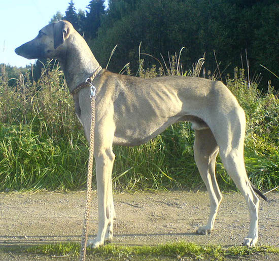 Left Profile - A tall, skinny, high arched, grey with black Sloughi dog is standing across a dirt surface, it is looking to the left and there is tall grass behind it. You can see the dog's ribs. It has a long tail that it is holding low with drop ears.