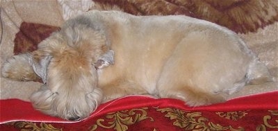 The left side of a shaved tan Soft Coated Wheatzer dog laying down across a red blanket. It has longer hair on its face.