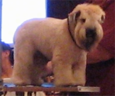 A shaved tan Soft Coated Wheatzer is standing on a table and it is looking to the right. Behind it is a person touching its side. It has longer hair on its face and a gray beard.