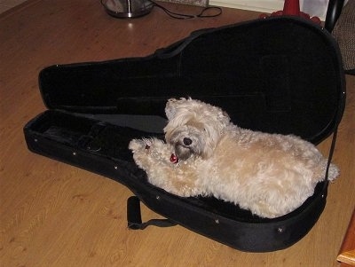 A thick coated, tan Soft Coated Wheatzer dog is laying in a black guitar case. It is looking at the camera and its head is tilted to the right.