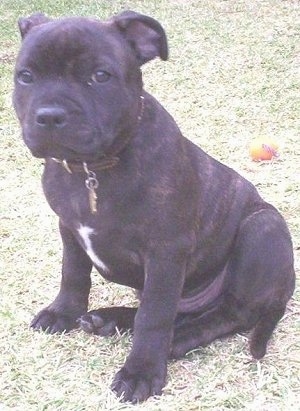 The left side of a small, but thick, dark brown brindle with white Staffordshire Bull Terrier puppy sitting in grass looking forward. The dog is wearing a brown leather collar.