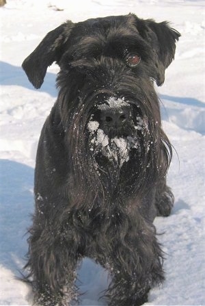 Close up front view - A black Standard Schnauzer dog standing in snow and it has snow all over its muzzle.