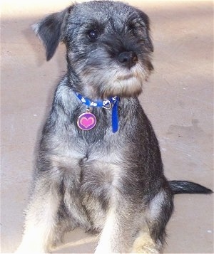 Close up front view - A black and tan Standard Schnauzer puppy sitting on a carpeted surface  looking up and to the right.