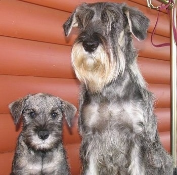 Close up front view of a puppy next to a larger adult dog - A Standard Schnauzer puppy is sitting next to an adult Standard Schnauzer and they both are looking forward.
