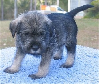 Front side view - a small black and grey Standard Schnauzer puppy standing across a blue knit blanket looking forward.