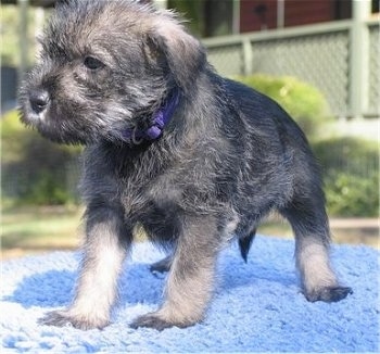 Close up - A black and grey Standard Schnauzer puppy standing across a blue knit blanket and it is looking to the left.