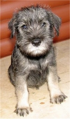 Front view - a wiry looking, black and grey Standard Schnauzer puppy sitting on a carpet looking forward.