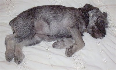 A salt and pepper Standard Schnauzer puppy is sleeping on its left side across a white bed.