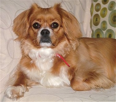 The front left side of a red with white Tibetan Spaniel that is laying across a bed and it is looking forward. The dog has a medium-length coat with longer hair on its ears and the back of its legs, big black eyes and a black nose with black lips.