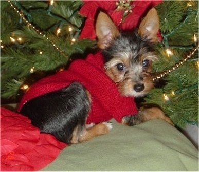Close up - The left side of a black and tan with white Torkie puppy that is laying across a blanket that is under a christmas tree. The dog has large perk ears, dark round eyes and a black nose.