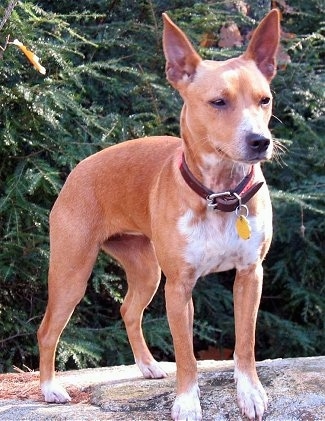 A tan with white large-perk-eared Mountain Feist dog is standing on a rock and it is looking forward. There is an evergreen tree behind it.