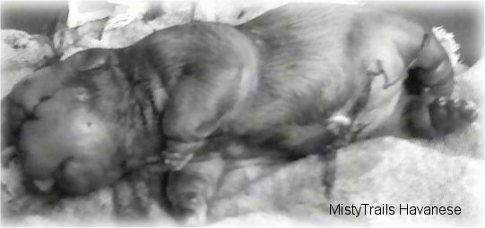 A black and white image of a water puppy on a towel. The pup is very bloated.
