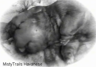 Close up - A black and white image of a water puppy