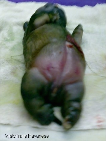 A puffed out water puppy on a white towel