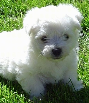 Bichon Cross Westie