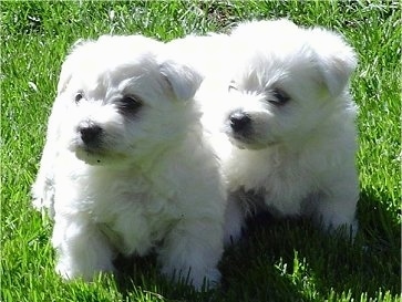 Two white Wee-Chon puppies are standing outside in grass and they are both looking to the left.
