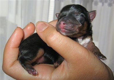 Baby Yorkshire Terrier