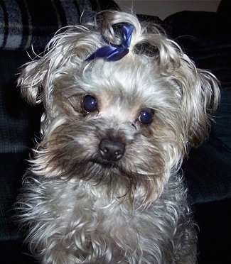 Close up front view - A grey Yorkipoo dog sitting in front of a couch, its head is slightly tilted to the right and it has a blue ribbon in its hair. It has a long wavy coat, a brown nose and wide dark round eyes.