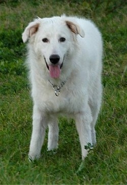 A white Akbash dog that is wearing a steel choke chain collar in a field. The dog is very large with ears that hang down to the sides of its head, a black nose and dark eyes.