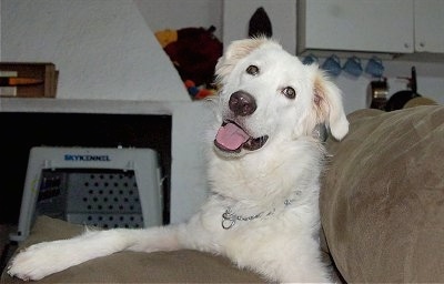 A white large breed Akbash dog laying across a brown couch