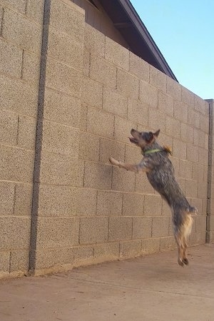Zima the Heeler / Jack Russell mix is jumping at a stone wall