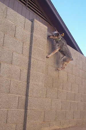 Zima the Heeler / Jack Russell mix is 4 feet off of the ground jumping to the top of a six foot wall